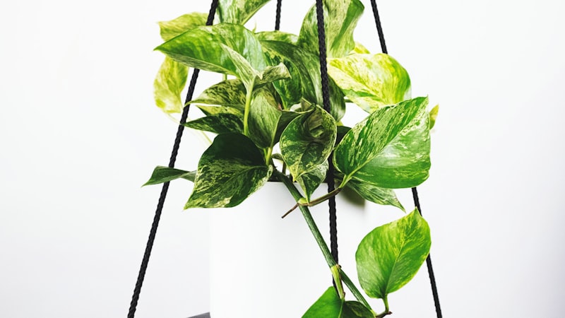 世界杯赛事精彩回放与点播库 - 重温经典瞬间